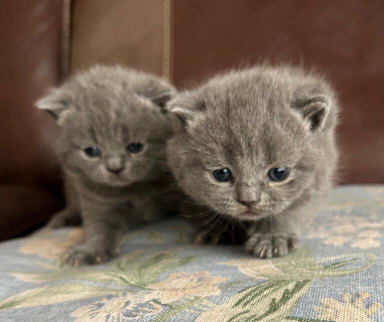 Gorgeous bsh kittens 5star home - Image 2 of 6
