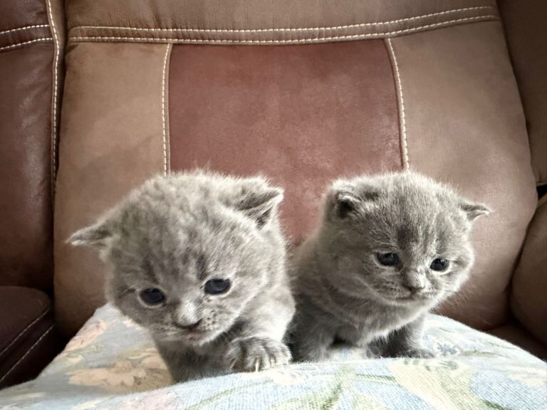 Gorgeous bsh kittens 5star home - Image 3 of 6