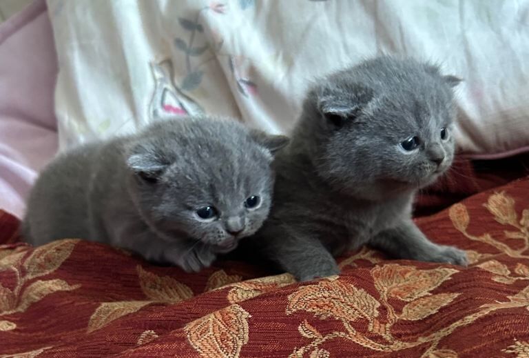 Gorgeous bsh kittens 5star home - Image 4 of 6