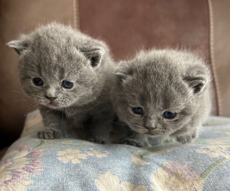 Gorgeous bsh kittens 5star home - Image 5 of 6