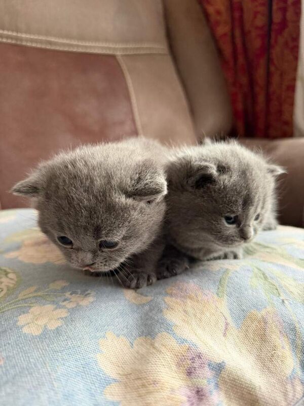 Gorgeous bsh kittens 5star home - Image 6 of 6