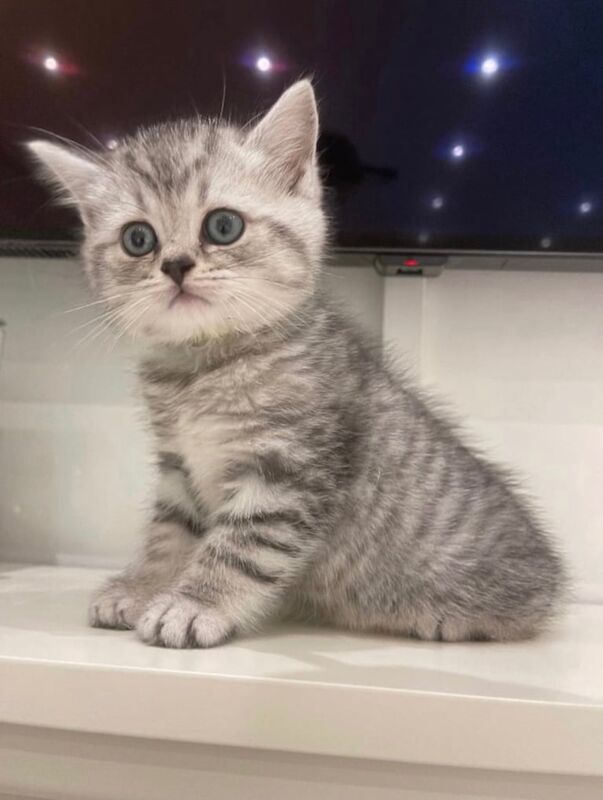 British Shorthair kittens for sale in Camden Town, Greater London – 5 weeks old