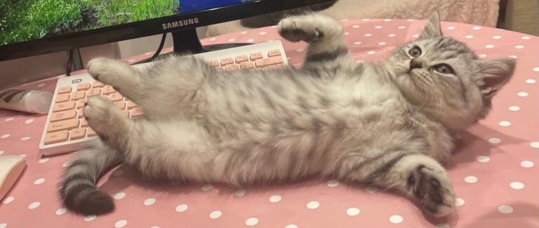 British Shorthair kittens for sale in Camden Town, Greater London – 5 weeks old - Image 2 of 6