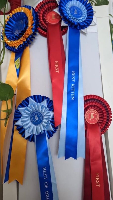 British Shorthair kittens for sale in Camden Town, Greater London – 5 weeks old - Image 3 of 6