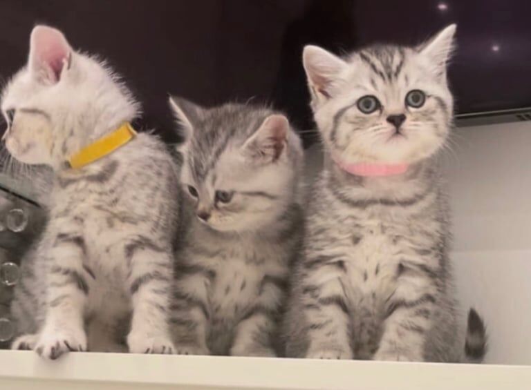 British Shorthair kittens for sale in Camden Town, Greater London – 5 weeks old - Image 5 of 6