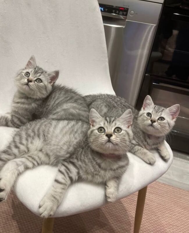 British Shorthair kittens for sale in Camden Town, Greater London – 5 weeks old - Image 6 of 6