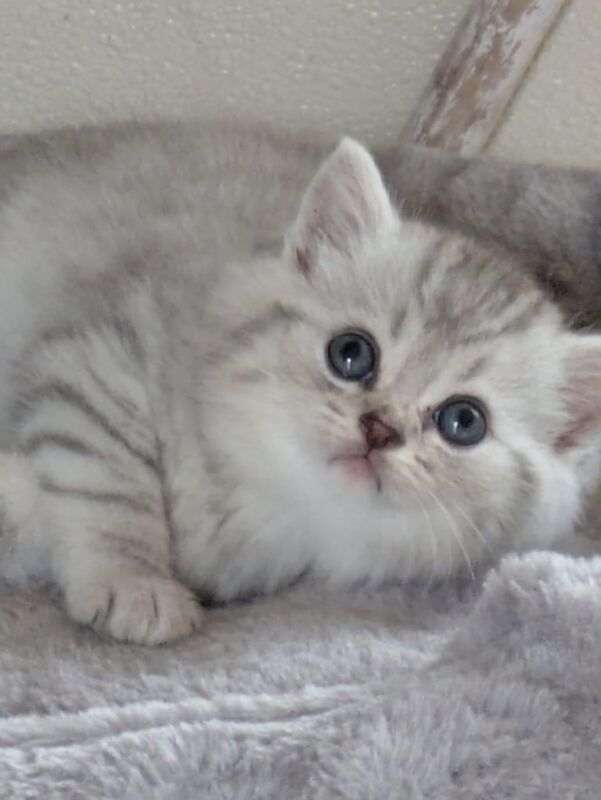 British Shorthair kittens for sale in Brookeborough, County Fermanagh – 9 weeks old
