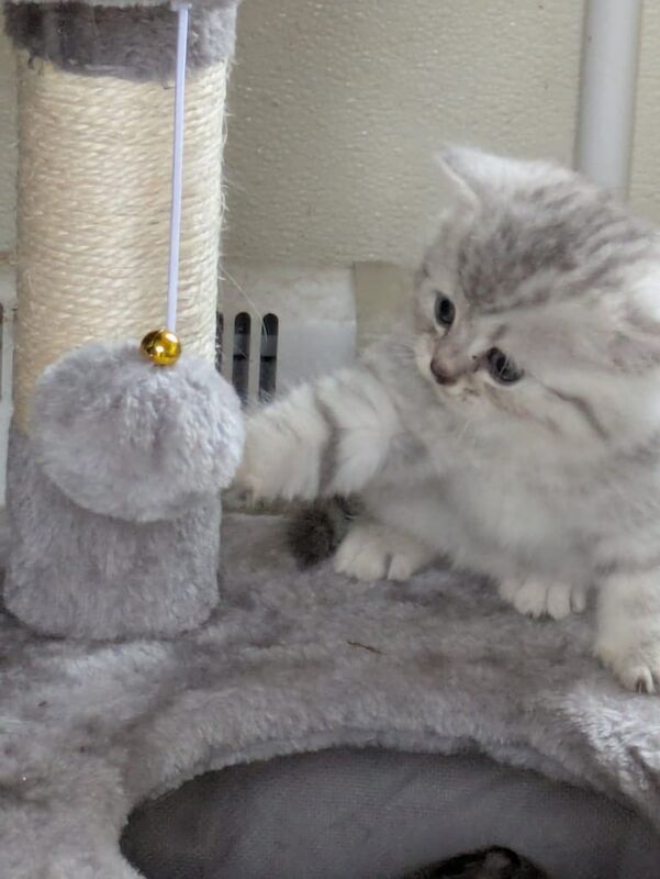 British Shorthair kittens for sale in Brookeborough, County Fermanagh – 9 weeks old - Image 2 of 3