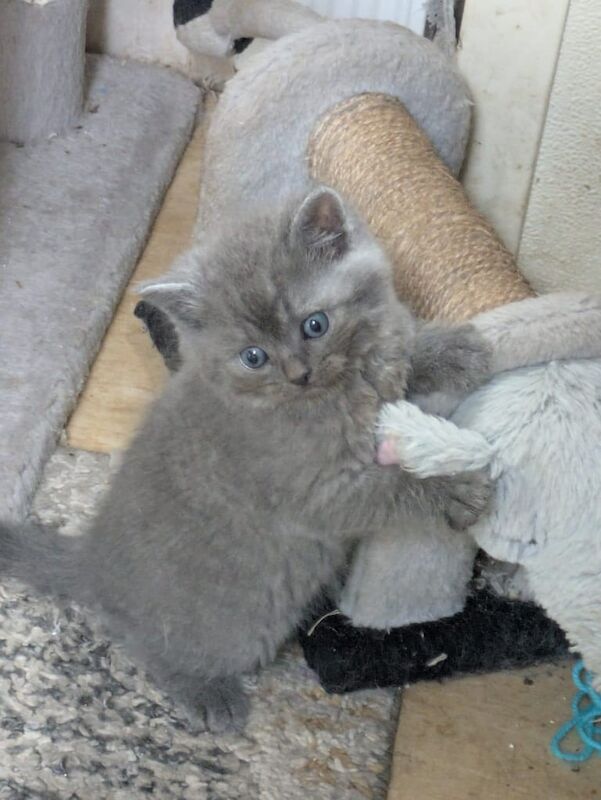 British Shorthair kittens for sale in Brookeborough, County Fermanagh – 9 weeks old - Image 3 of 3