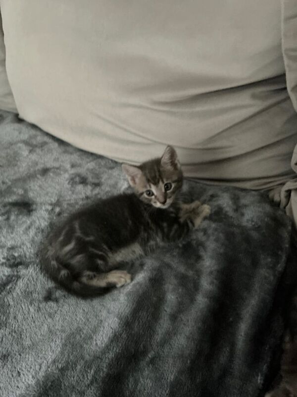 British Shorthair kittens for sale in Cumbernauld, Dunbartonshire – 6 weeks old