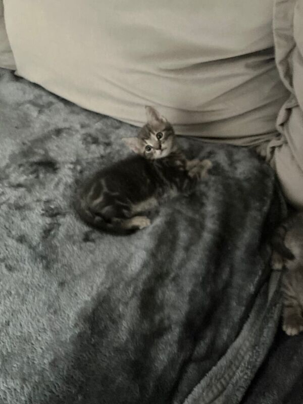 British Shorthair kittens for sale in Cumbernauld, Dunbartonshire – 6 weeks old - Image 2 of 3
