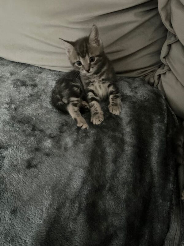 British Shorthair kittens for sale in Cumbernauld, Dunbartonshire – 6 weeks old - Image 3 of 3
