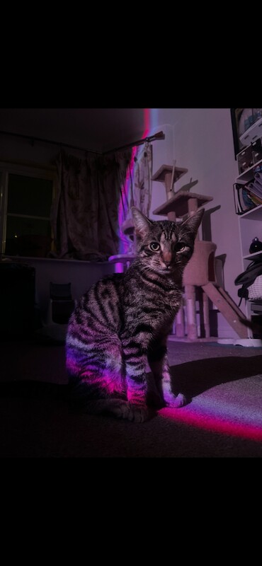 Gorgeous female tabby cat