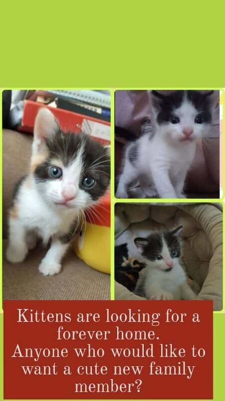 Gorgeous Fluffy Kittens Looking for Their Forever Homes! .