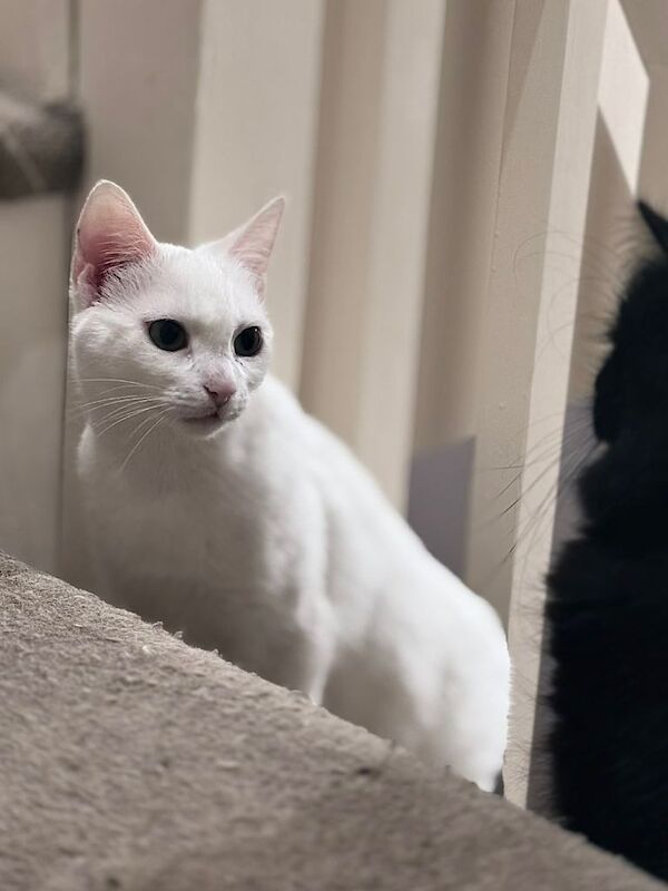 British Shorthair Kittens For Sale