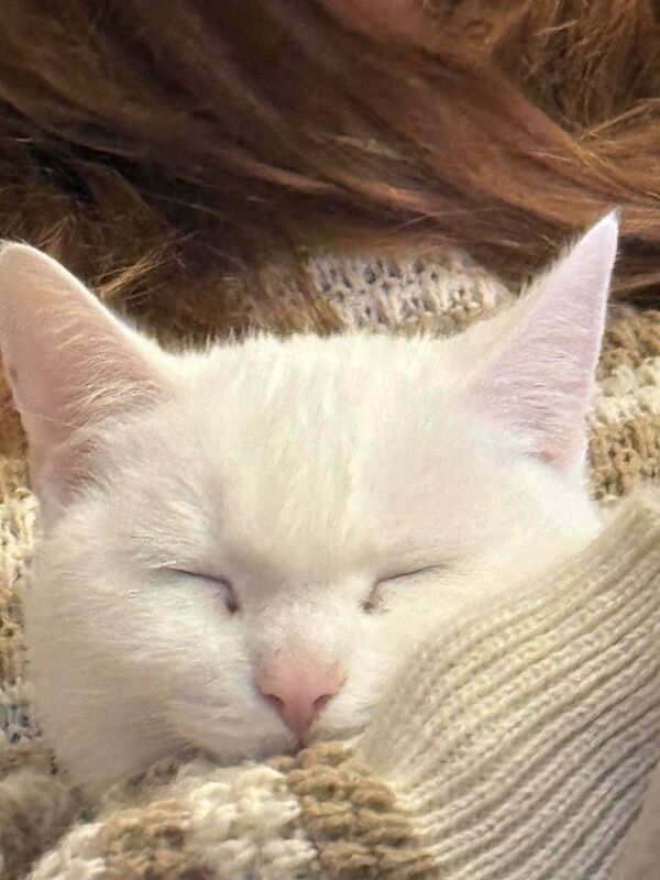 Gorgeous friendly cat in desperate need of rehoming ASAP - Image 3 of 3