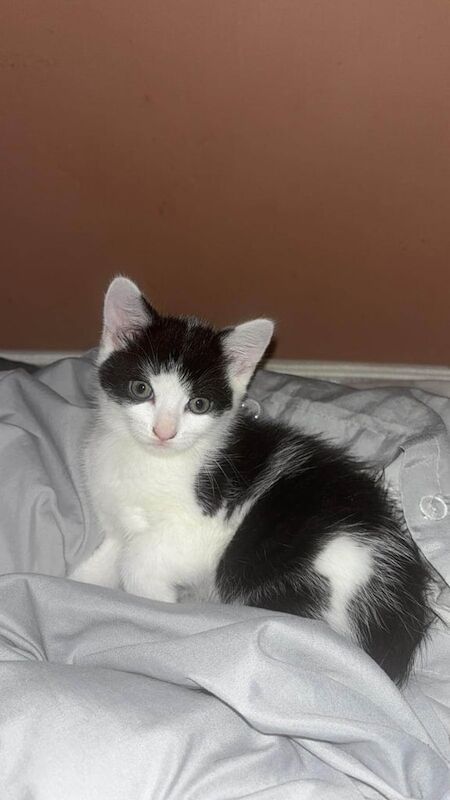 British Shorthair kittens for sale in Mill Hill, Greater London – 8 weeks old