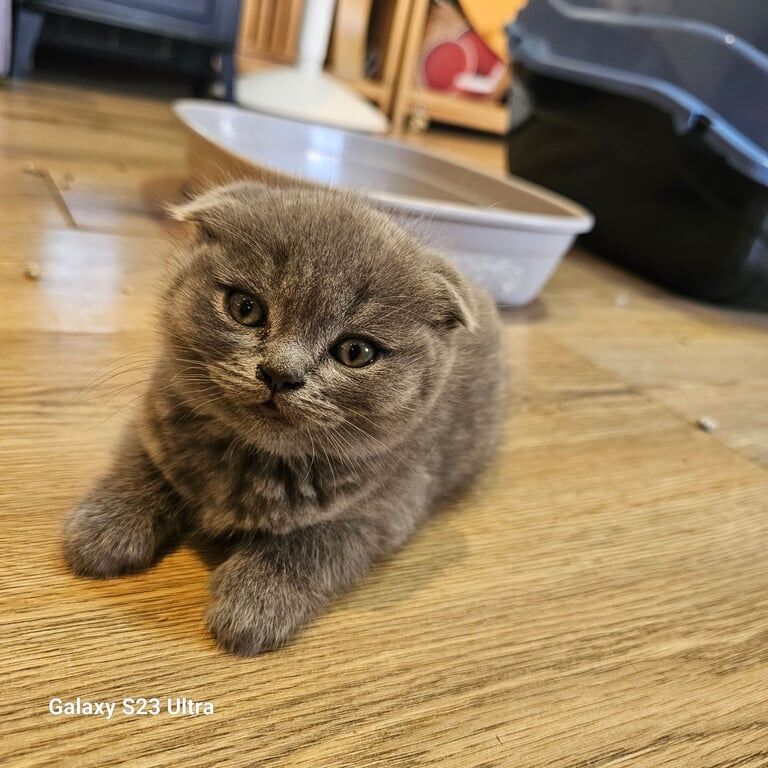Gorgeous kittens for sale in Rainham, Greater London