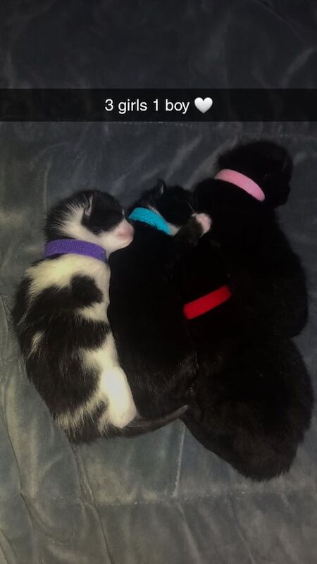 British Shorthair kittens for sale in Heckmondwike, West Yorkshire – 1 week old