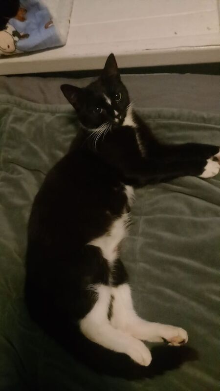 British Shorthair kittens for sale in Heckmondwike, West Yorkshire – 1 week old - Image 2 of 3