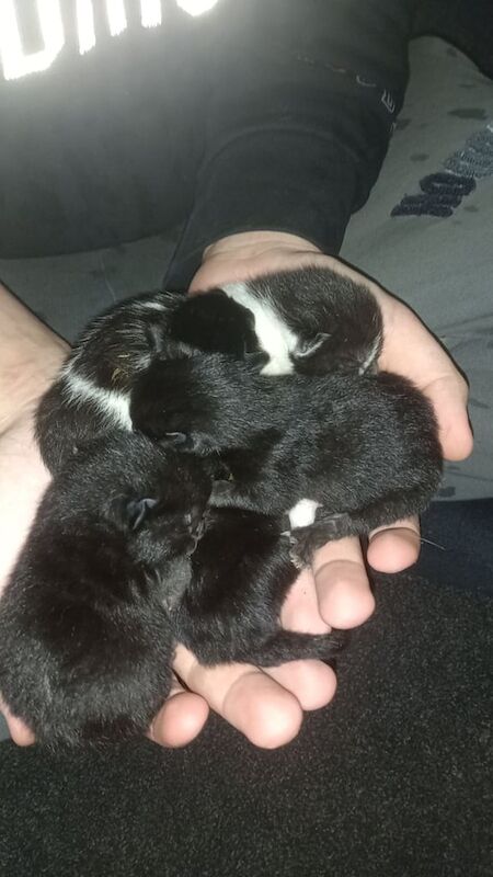 British Shorthair kittens for sale in Heckmondwike, West Yorkshire – 1 week old - Image 3 of 3