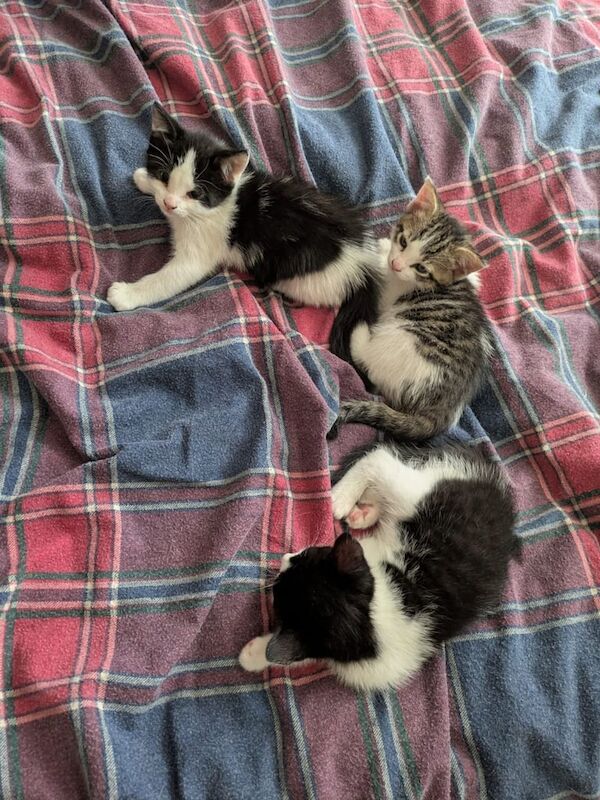 Gorgeous kittens for sale in Winslow, Buckinghamshire