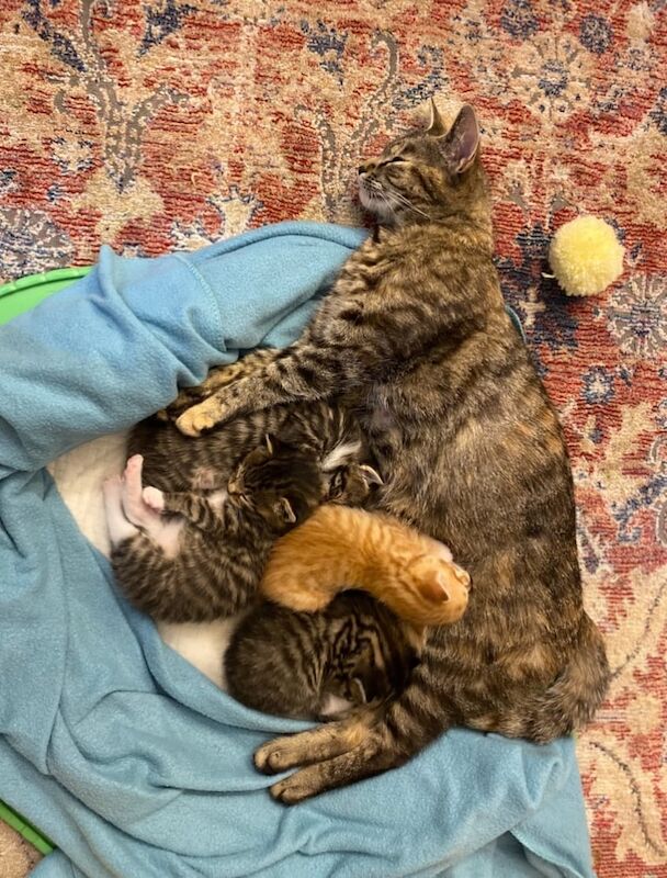 British Shorthair kittens for sale in Westbury on Trym, Bristol – 10 weeks old