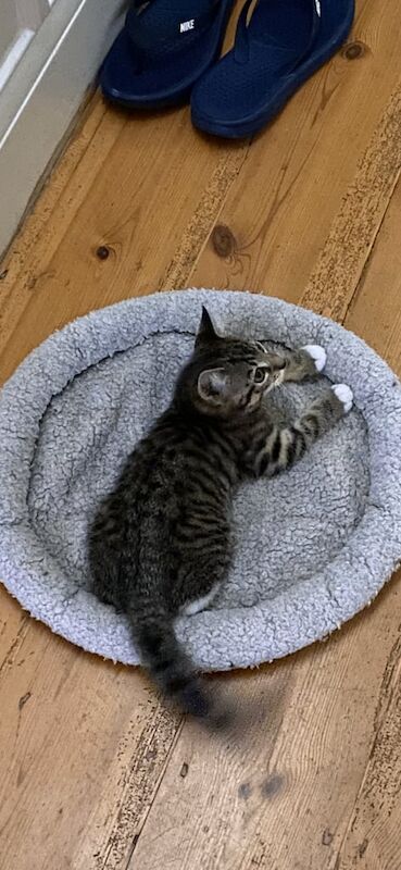 British Shorthair kittens for sale in Westbury on Trym, Bristol – 10 weeks old - Image 2 of 3