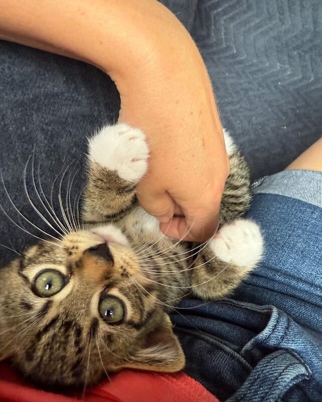 British Shorthair kittens for sale in Westbury on Trym, Bristol – 10 weeks old - Image 3 of 3