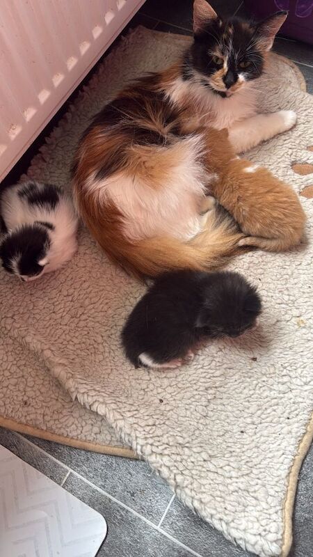 Gorgeous kittens for sale