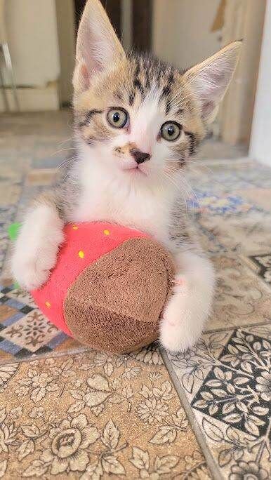 Gorgeous kittens ready to go tomorrow