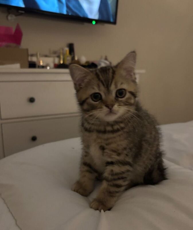 British Shorthair kittens for sale in Paisley, Renfrewshire – 10 weeks old