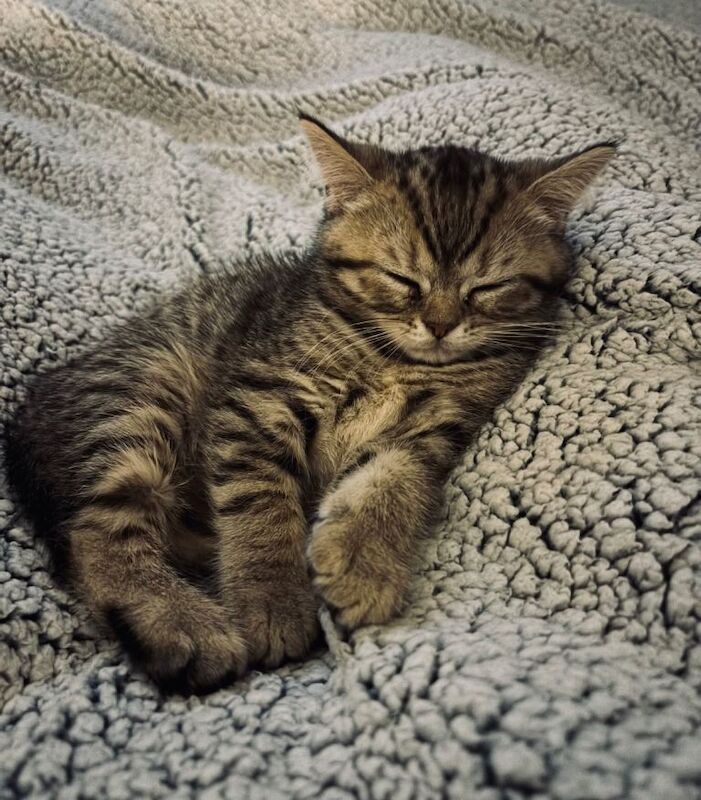 British Shorthair kittens for sale in Paisley, Renfrewshire – 10 weeks old - Image 2 of 3