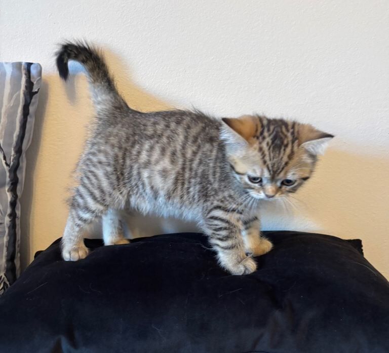 British Shorthair kittens for sale in Paisley, Renfrewshire – 10 weeks old - Image 3 of 3