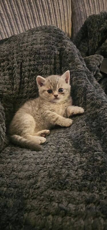 British Shorthair kittens for sale in Batley, West Yorkshire – 5 weeks old