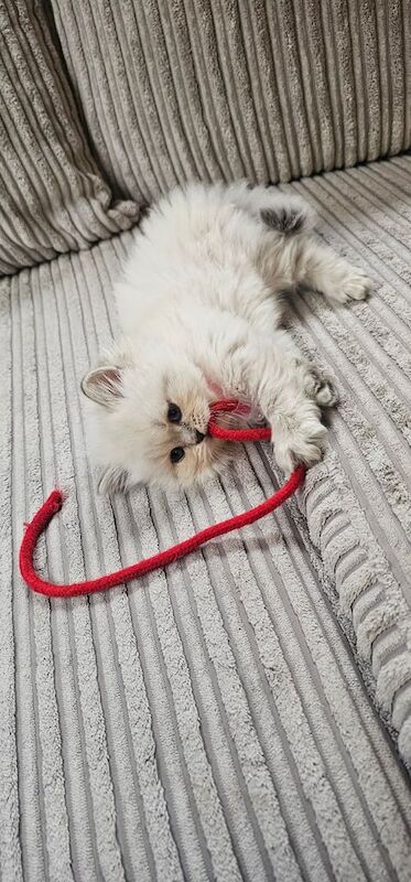 British Shorthair kittens for sale in Batley, West Yorkshire β 10 weeks old - Image 3 of 4