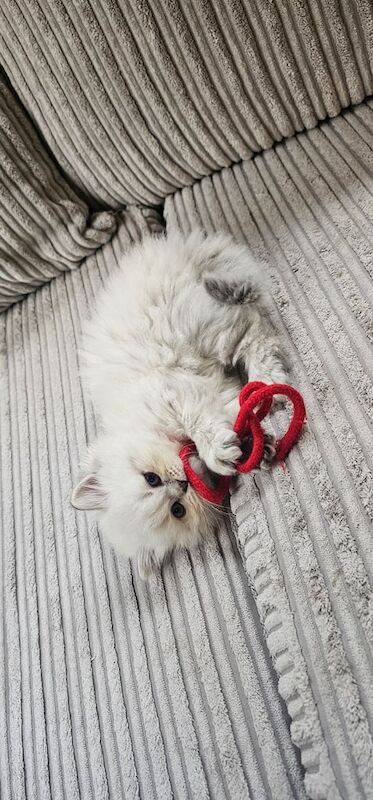 British Shorthair kittens for sale in Batley, West Yorkshire β 10 weeks old - Image 4 of 4