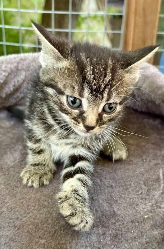 Gorgeous persian cross kittens for sale in Headley, Hampshire