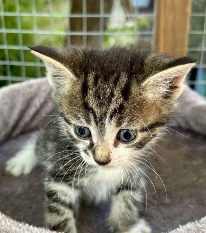 British Shorthair kittens for sale in Headley, Hampshire – 9 weeks old - Image 3 of 3