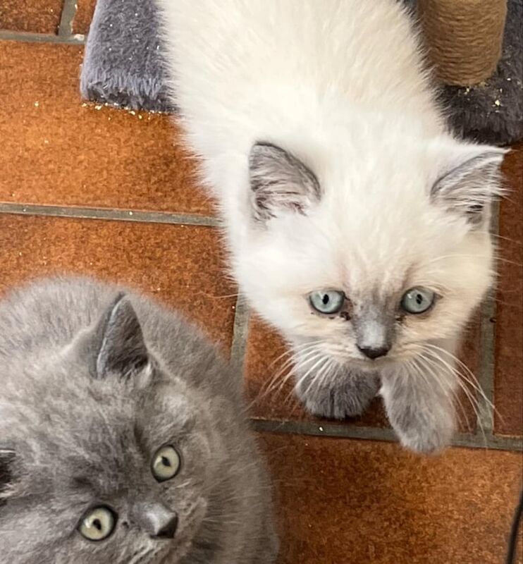 British Shorthair kittens for sale in Wisbech, Cambridgeshire – 8 weeks old