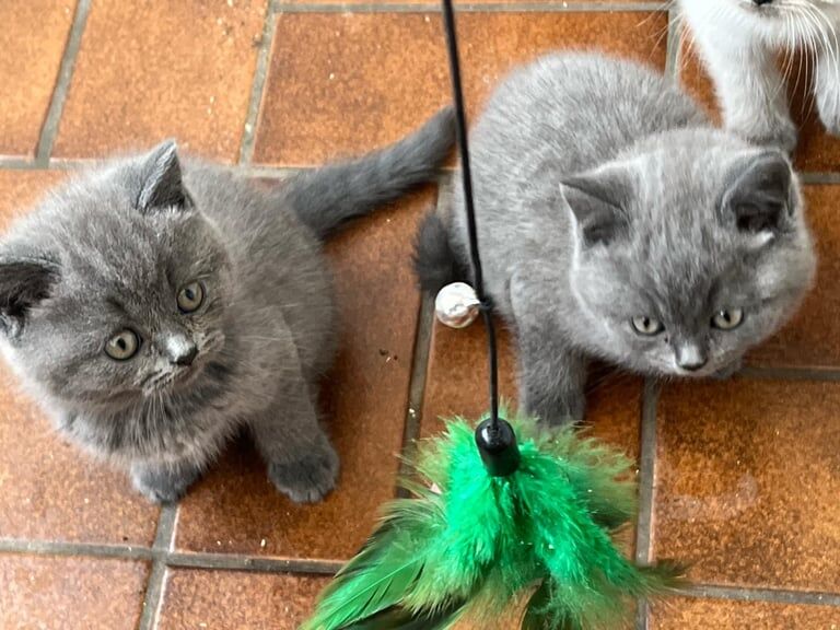 British Shorthair kittens for sale in Wisbech, Cambridgeshire – 8 weeks old - Image 2 of 3
