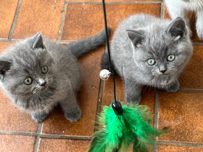 British Shorthair kittens for sale in Wisbech, Cambridgeshire – 8 weeks old - Image 3 of 3