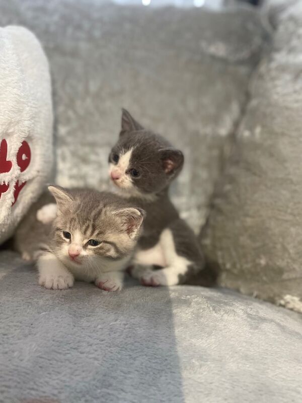 Gorgeous stunning kittens for sale in Bradford, West Yorkshire