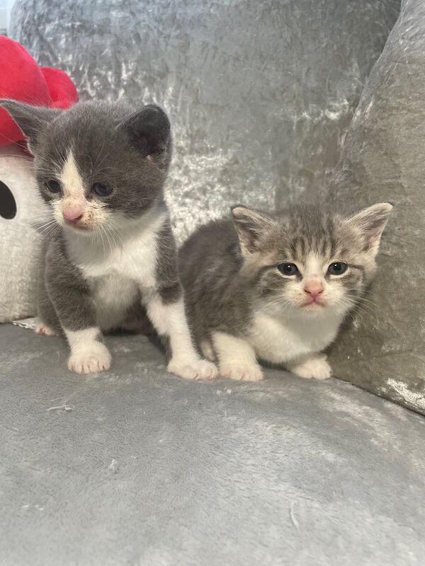 Gorgeous stunning kittens for sale in Bradford, West Yorkshire | Image 2