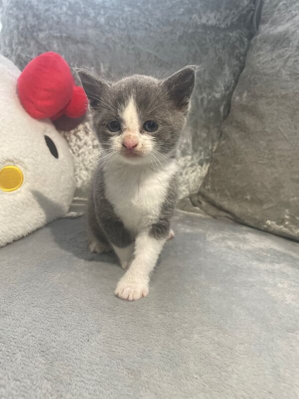 Gorgeous stunning kittens for sale in Bradford, West Yorkshire | Image 3