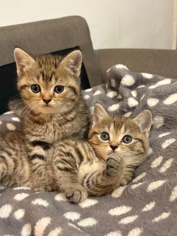 British Shorthair kittens for sale in Dagenham, Greater London – 9 weeks old