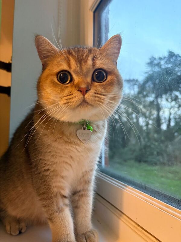 British Shorthair kittens for sale in Thetford, Norfolk – 11 months old