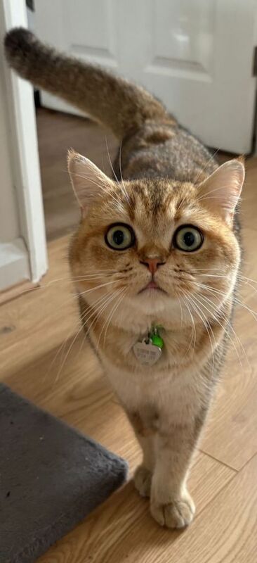 Gorgeous Year old chinchilla male shorthair - Image 2 of 5