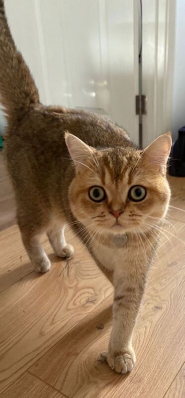 Gorgeous Year old chinchilla male shorthair - Image 3 of 5