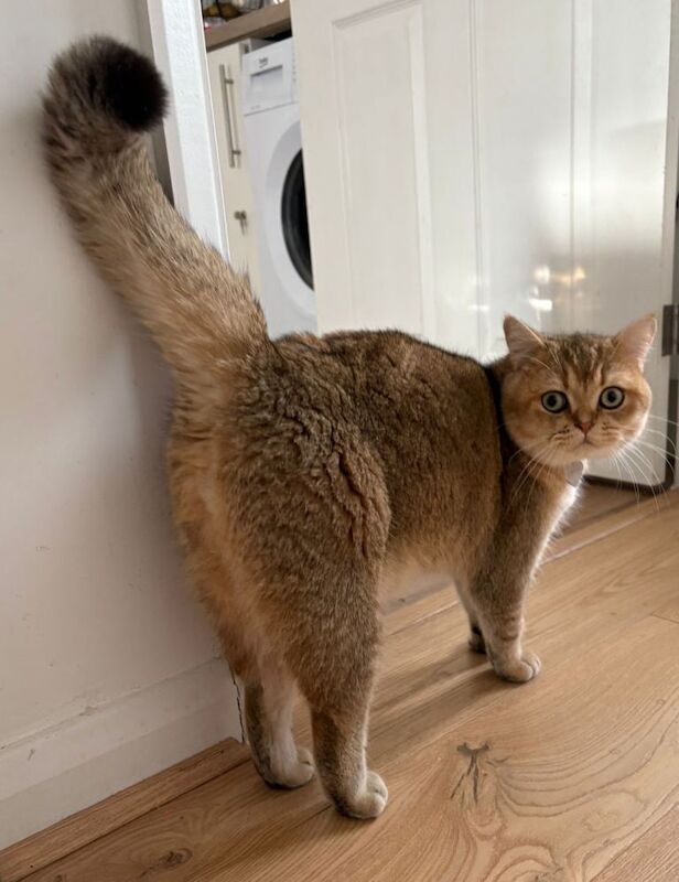 Gorgeous Year old chinchilla male shorthair - Image 4 of 5
